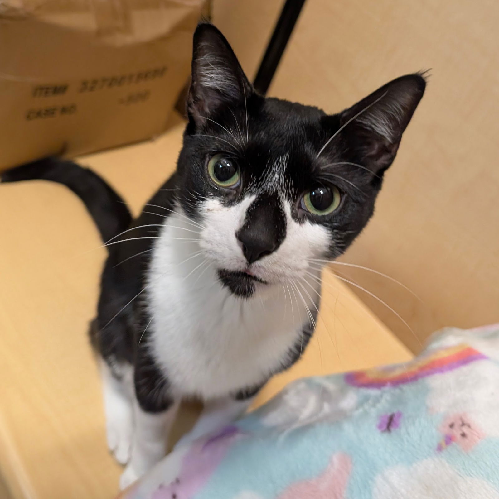 adoptable Cat in Rowlett, TX named Birdie