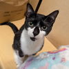 adoptable Cat in Rowlett, TX named Birdie