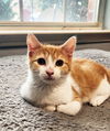 adoptable Cat in Rowlett, TX named Phoenix