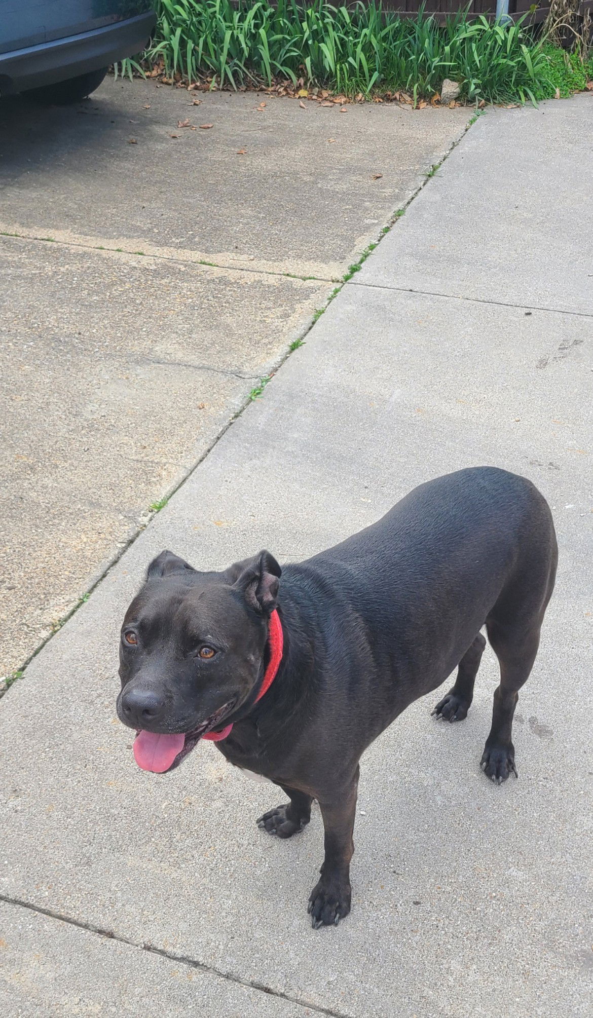 adoptable Dog in Rowlett, TX named Rocky