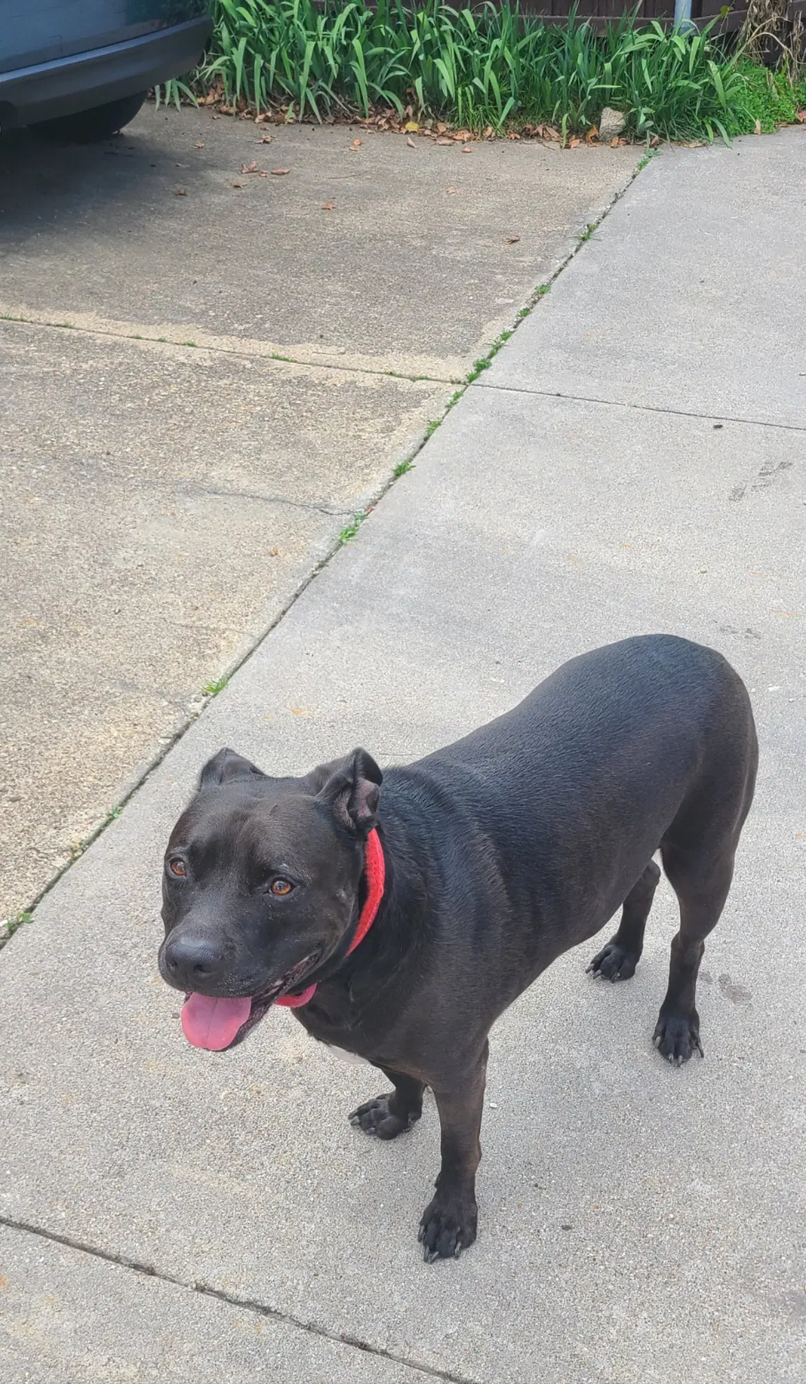 Rocky - Pit Bull Terrier
