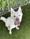 adoptable Dog in Rowlett, TX named KATY