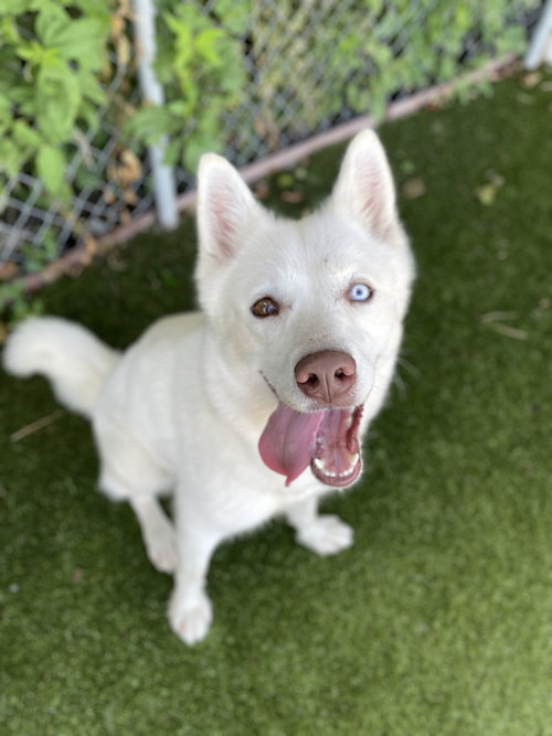 KATY - Siberian Husky available for adoption