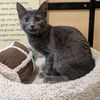adoptable Cat in Rowlett, TX named Pinto