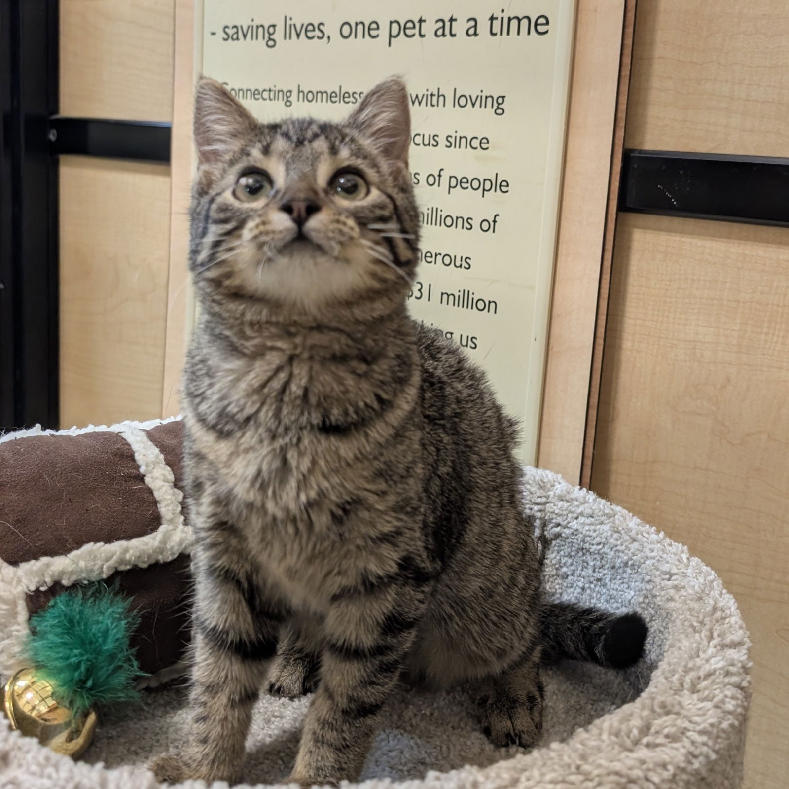 adoptable Cat in Rowlett, TX named Meatball
