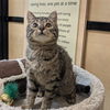 adoptable Cat in Rowlett, TX named Meatball