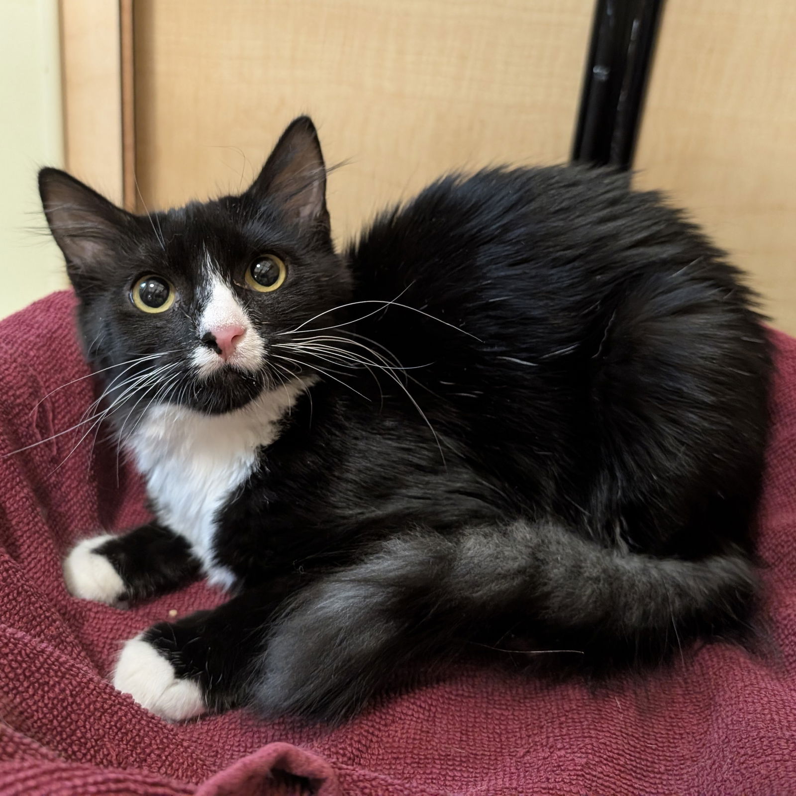adoptable Cat in Rowlett, TX named Keegan