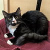 adoptable Cat in  named Keegan