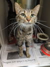 adoptable Cat in  named Meadow