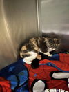 adoptable Cat in Rowlett, TX named FALLON