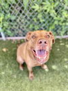 adoptable Dog in  named KAIZER