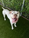 adoptable Dog in Rowlett, TX named Auggie