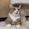 adoptable Cat in Rockwall, TX named Tamara
