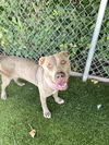 adoptable Dog in Rowlett, TX named Fredricka