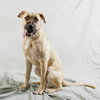 Hopper - Photo 3