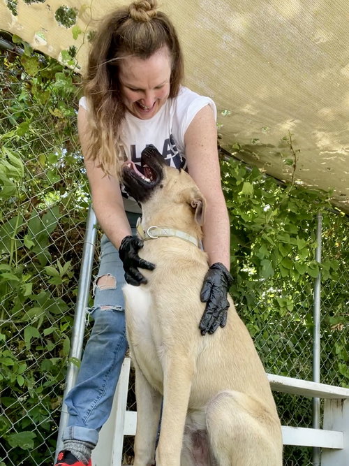 HOPPER - Anatolian Shepherd available for adoption
