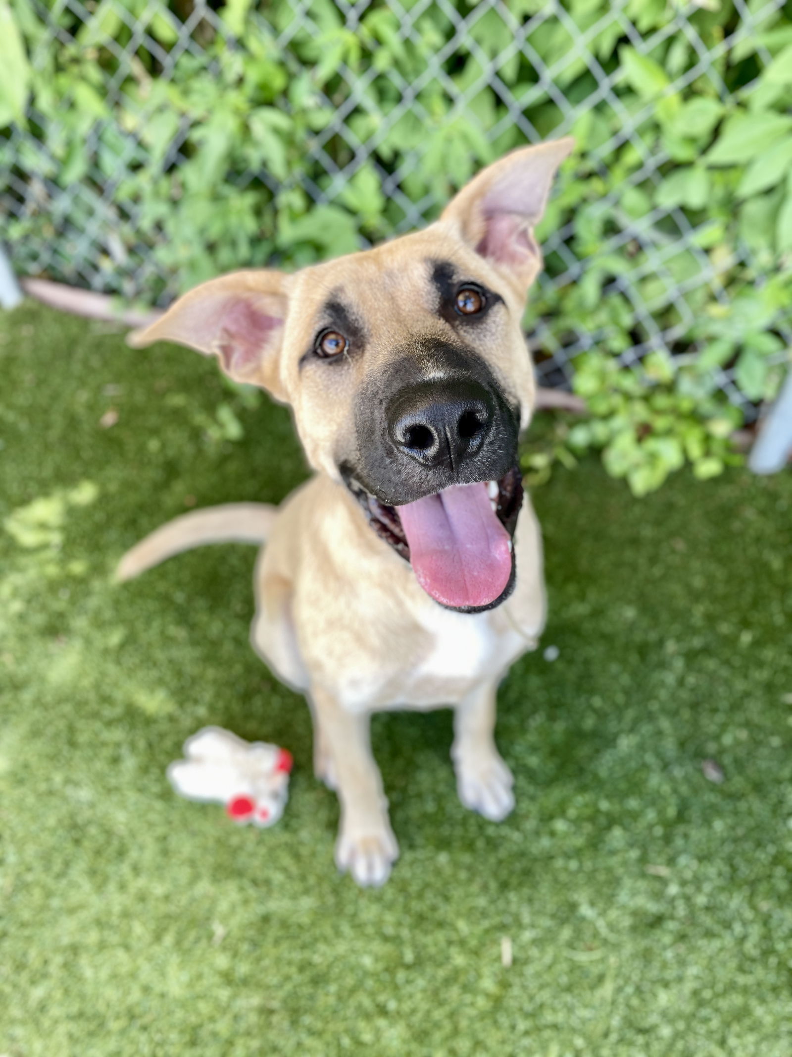 adoptable Dog in Rowlett, TX named Hopper