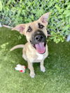 adoptable Dog in  named Hopper