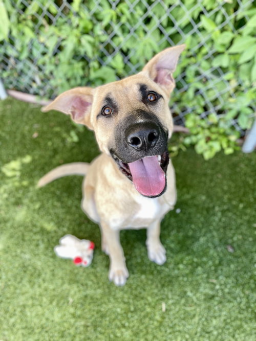 HOPPER - Anatolian Shepherd available for adoption