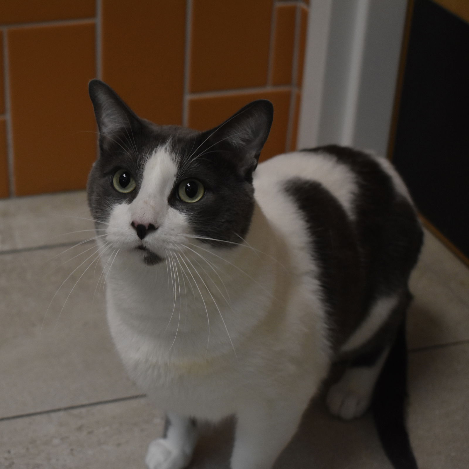 adoptable Cat in Rockwall, TX named Milo