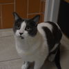 adoptable Cat in Rockwall, TX named Milo