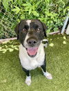 adoptable Dog in  named Hank