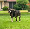Jack - Photo 3