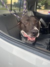 Jack - Photo 5