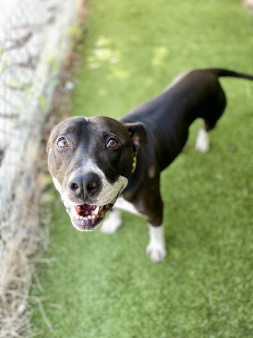 JACK - Pit Bull Terrier available for adoption