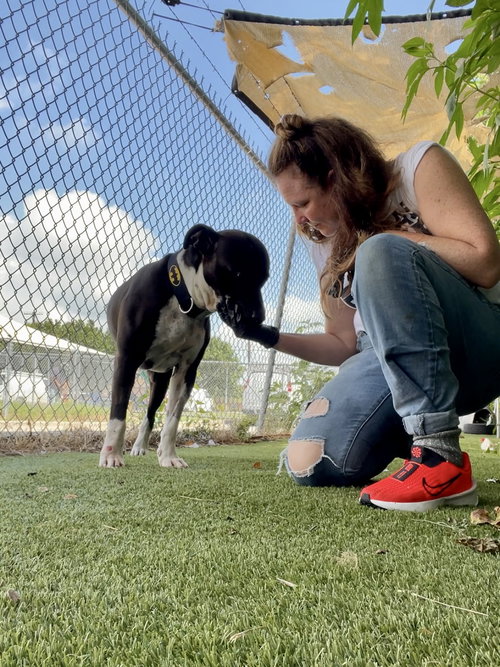 JACK - Pit Bull Terrier available for adoption