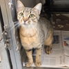 adoptable Cat in wylie, TX named Bazinga