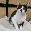 adoptable Cat in Rockwall, TX named Snowdrop