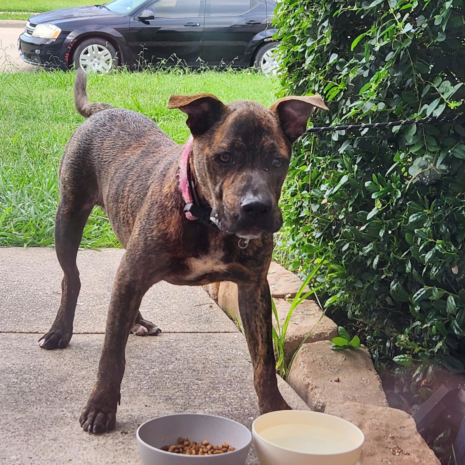 adoptable Dog in Rowlett, TX named Crood