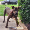 adoptable Dog in  named Crood
