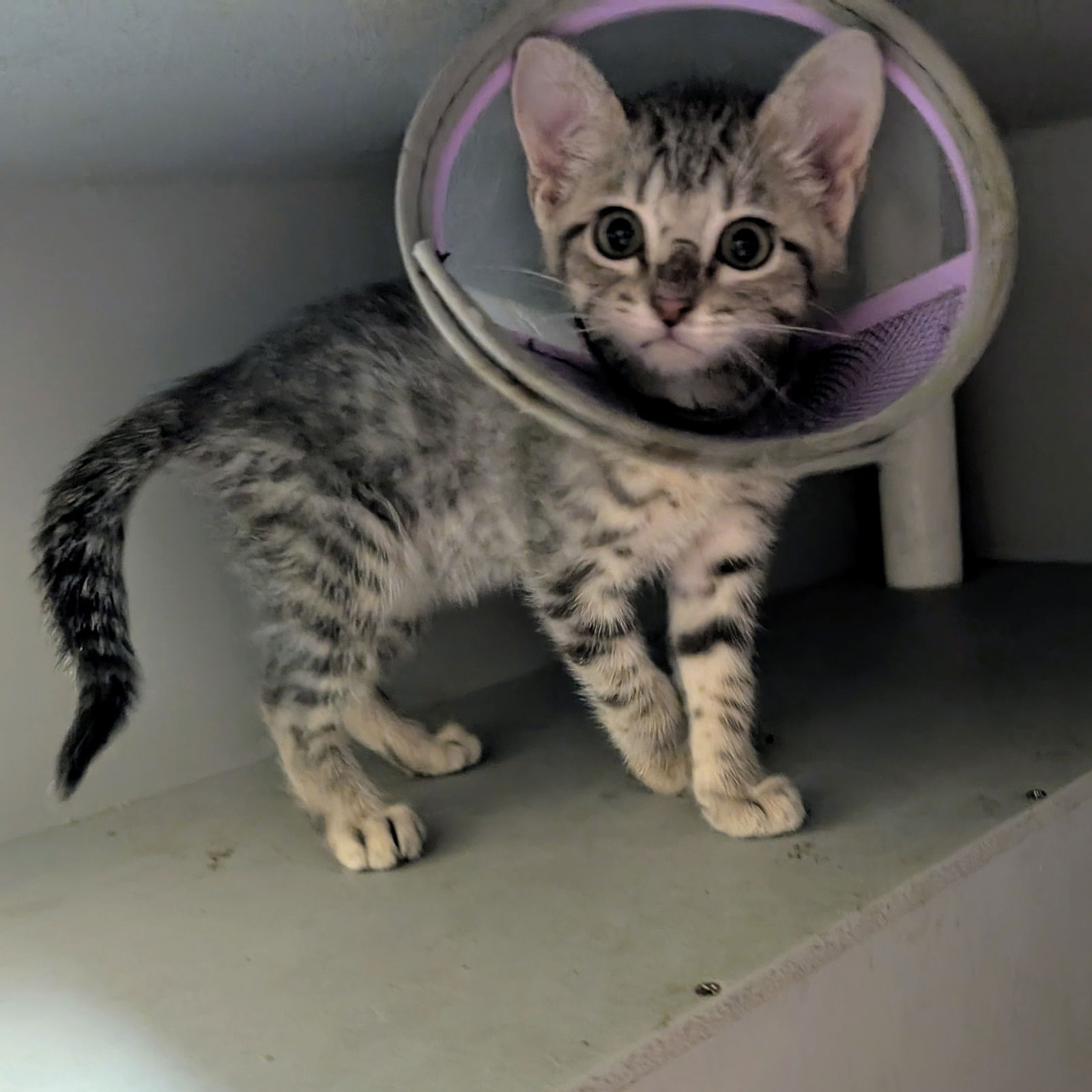 adoptable Cat in Rowlett, TX named Polar