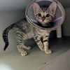 adoptable Cat in  named Polar