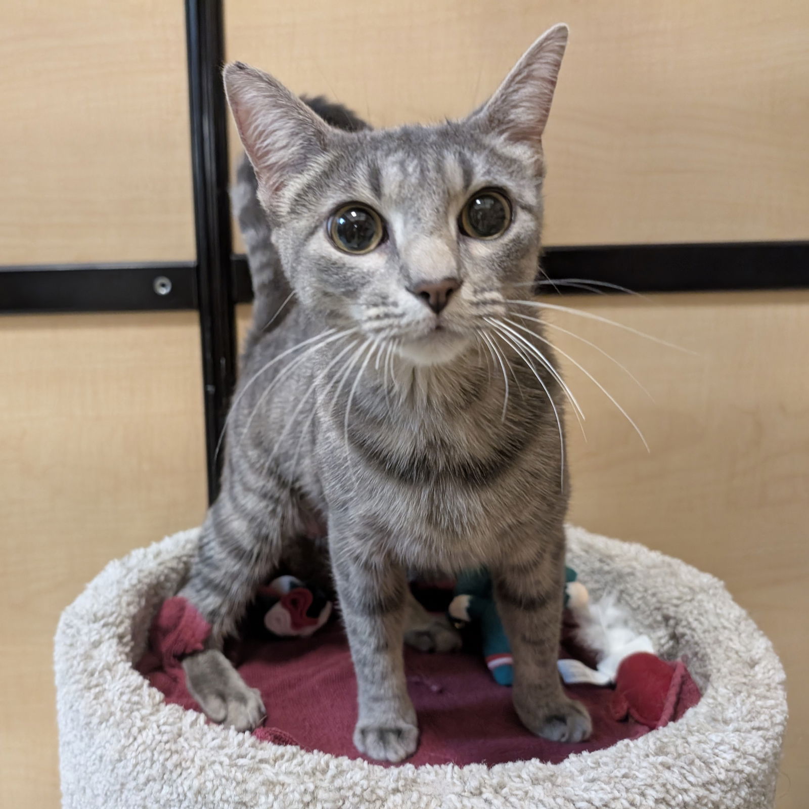 adoptable Cat in Rowlett, TX named Arabella