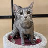 adoptable Cat in  named Arabella