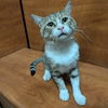 adoptable Cat in wylie, TX named Phil