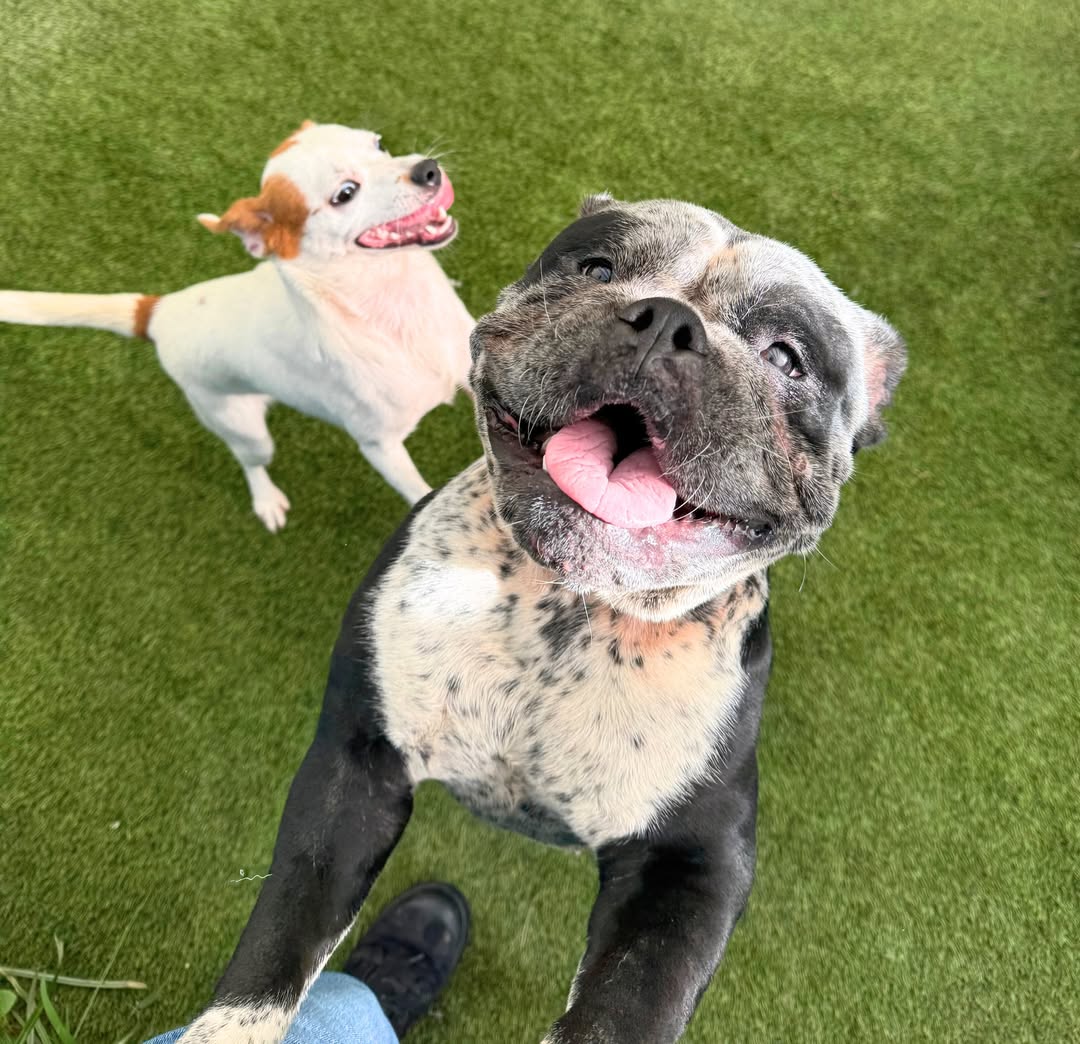 adoptable Dog in Rowlett, TX named Betsy