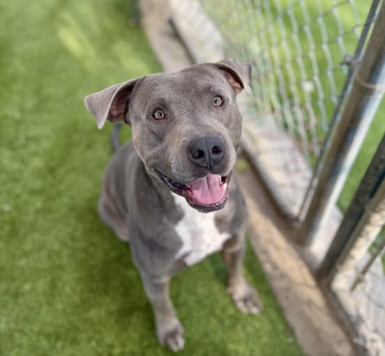 adoptable Dog in Rowlett, TX named Elliot