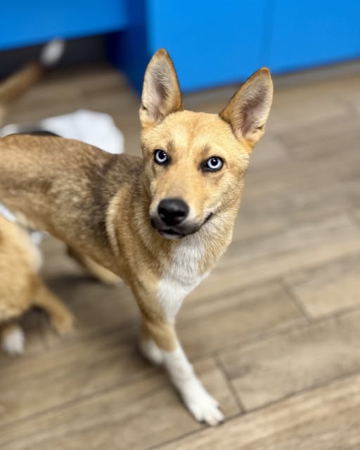 adoptable Dog in Rowlett, TX named LIBERTY