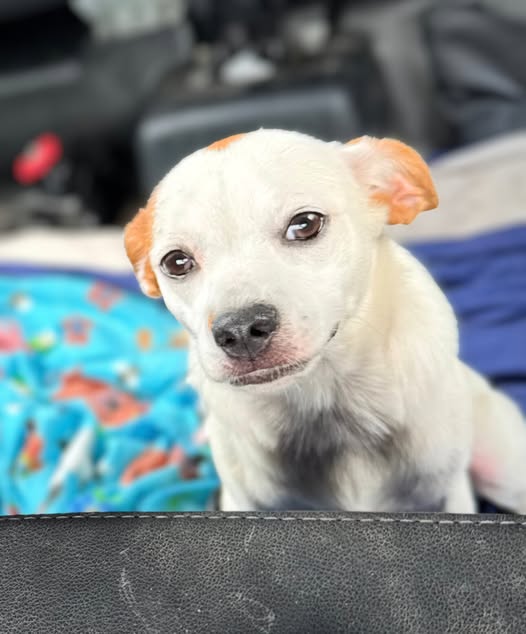 adoptable Dog in Rowlett, TX named Kennedy
