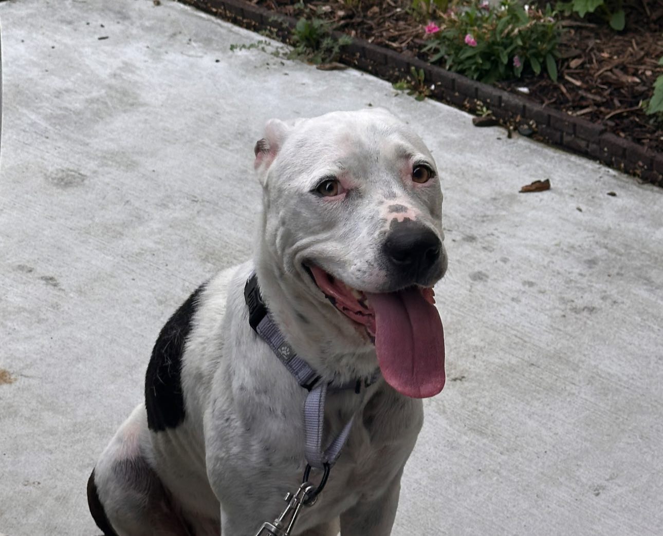 adoptable Dog in Rowlett, TX named Kira