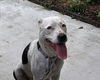 adoptable Dog in  named Kira