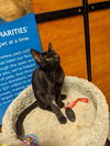 adoptable Cat in wylie, TX named Jojo