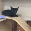 adoptable Cat in wylie, TX named Coco