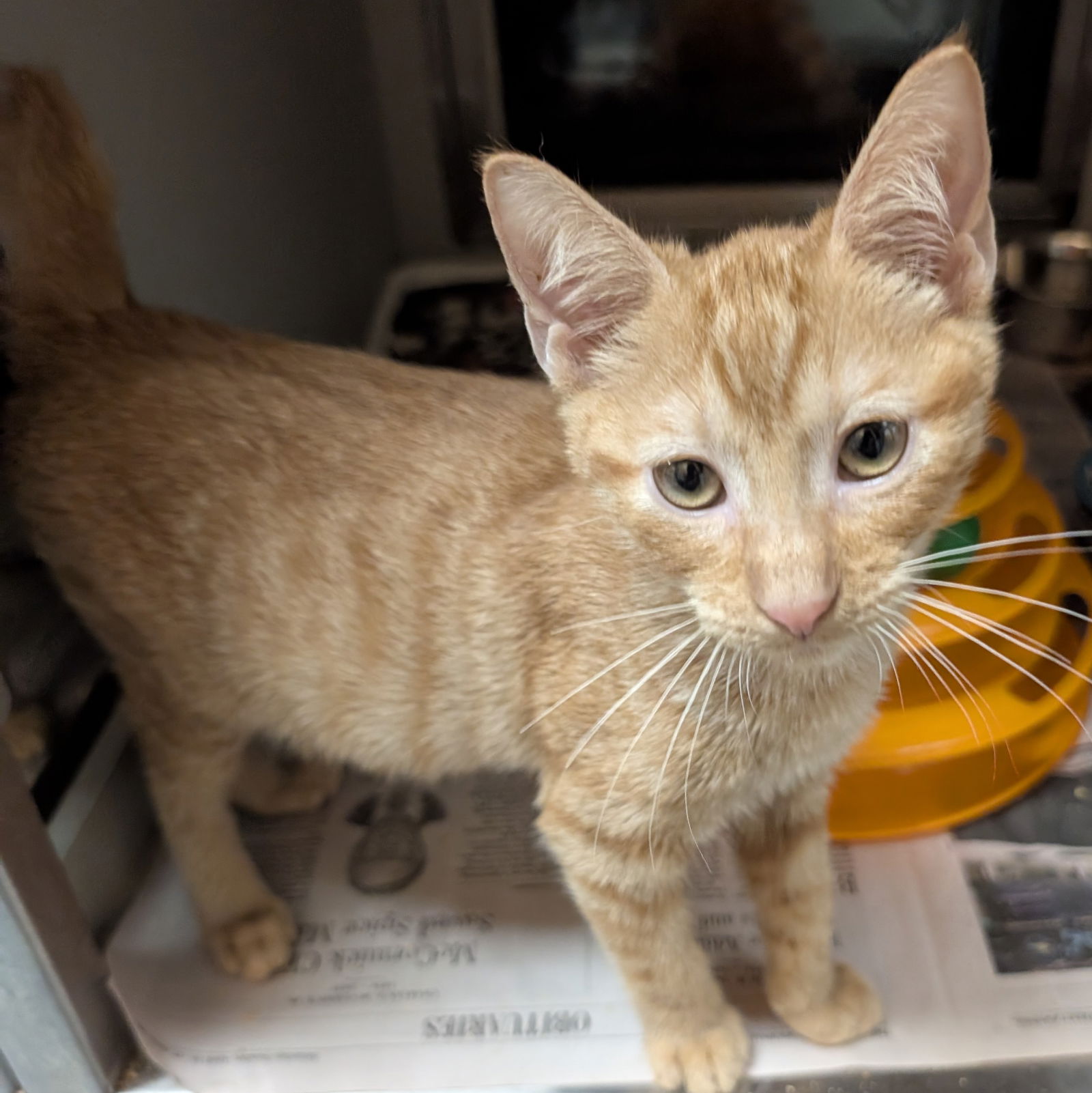 adoptable Cat in Richardson, TX named Kiwi Bean