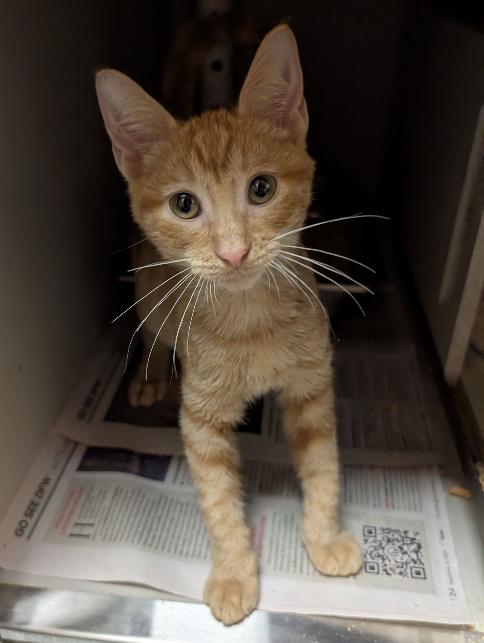 adoptable Cat in Richardson, TX named Watermelon