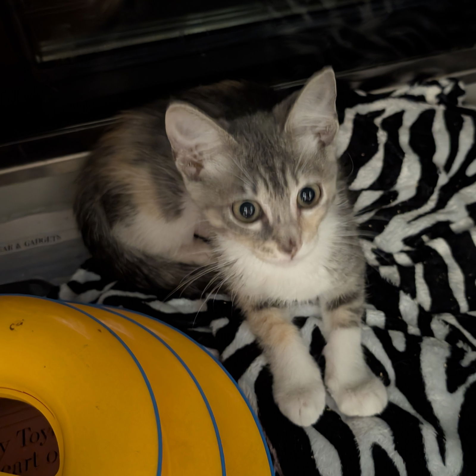 adoptable Cat in Richardson, TX named Catalina